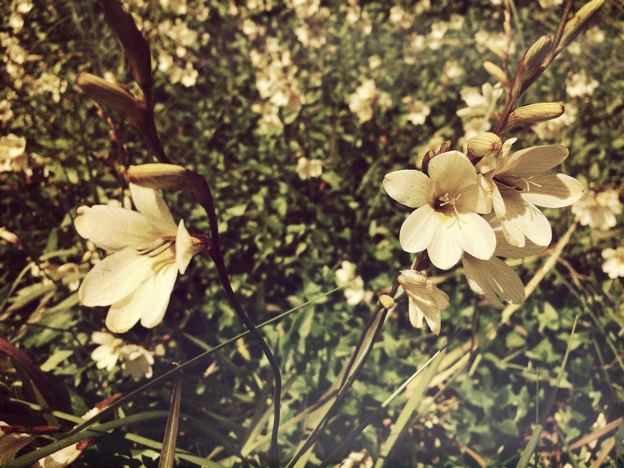 Beautiful Cream Coloured Flowers